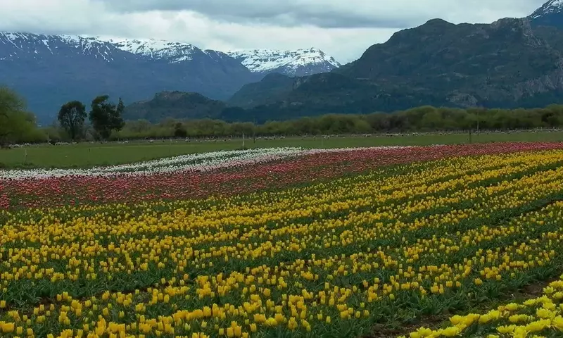 Temporada de Tulipanes en Trevelin: Una Guía Completa para Visitar el Espectáculo Floral