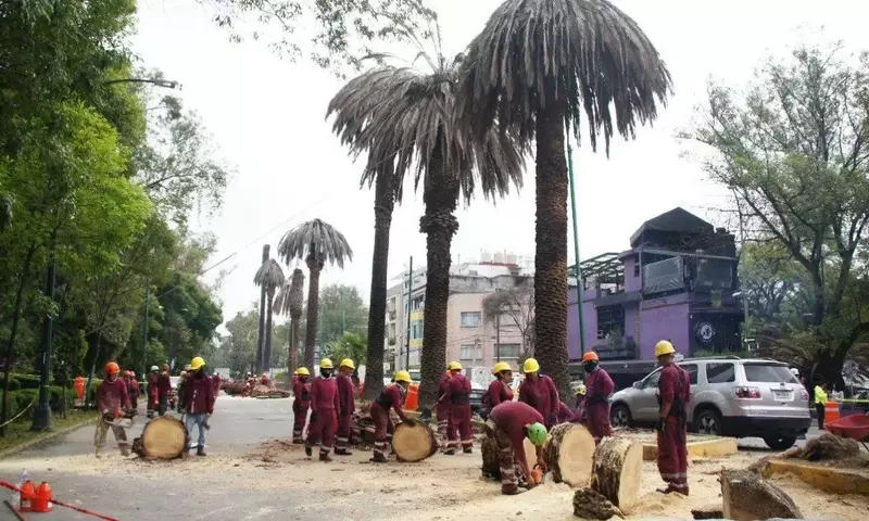Retiro y Sustitución de Palmeras en la Ciudad de México: Un Esfuerzo por la Salud Urbana