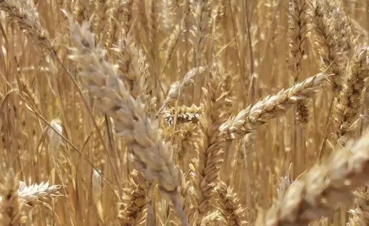 Cronocultura: Un Enfoque Innovador para Optimizar la Producción de Trigo