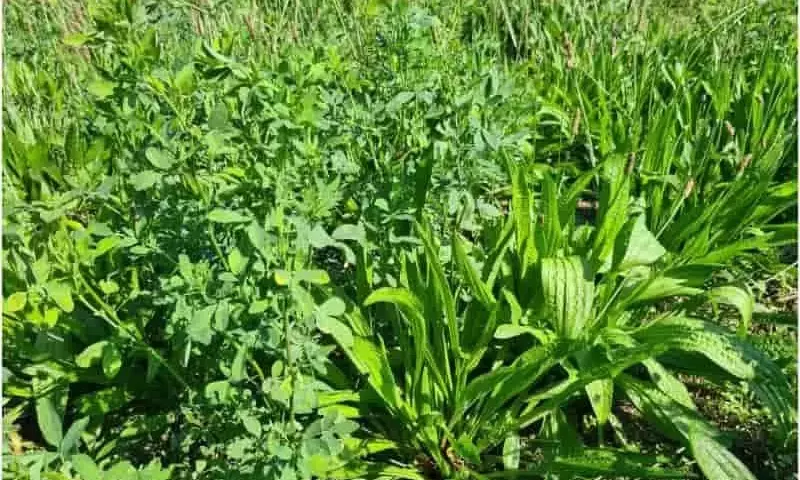 Plantago Menor y Alfalfa: Una Sinergia Revolucionaria para Forrajes y Protección de Aguas Subterráneas