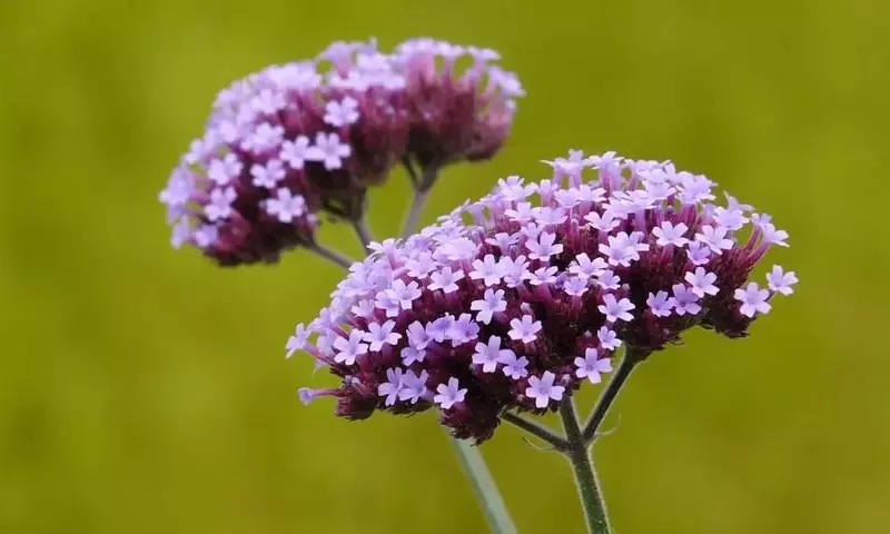 Guía Completa para el Cultivo Exitoso de la Verbena en Macetas