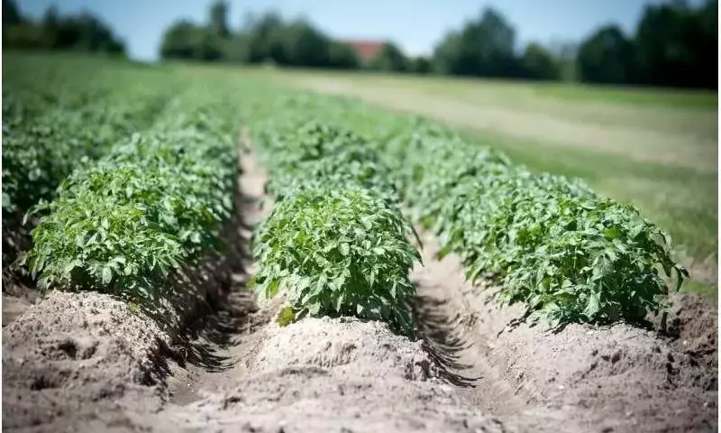 Descubrimiento Revolucionario: Cómo un Patógeno Desactiva las Defensas de las Plantas y Amenaza los Cultivos Globales