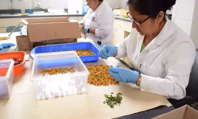 Perú Salvaguarda la Biodiversidad de Ajíes Nativos en Svalbard