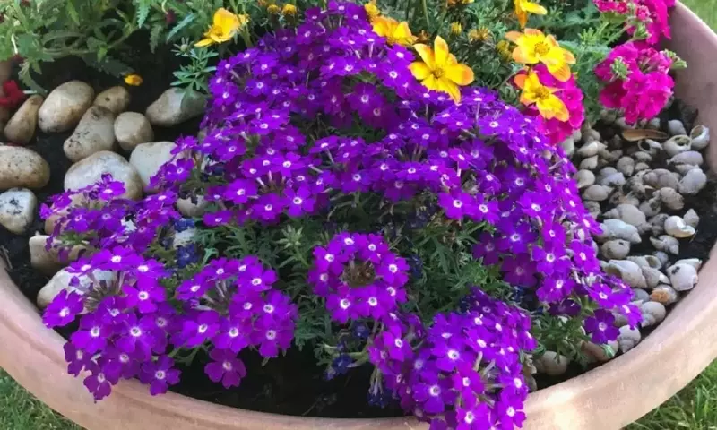 Cuidado invernal de la verbena: Guía completa para su protección, poda y riego