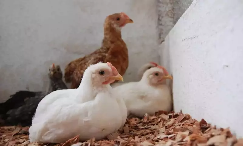Solución Natural para la Coccidiosis Aviar: El Poder de Ajo, Cúrcuma, Canela y Orégano