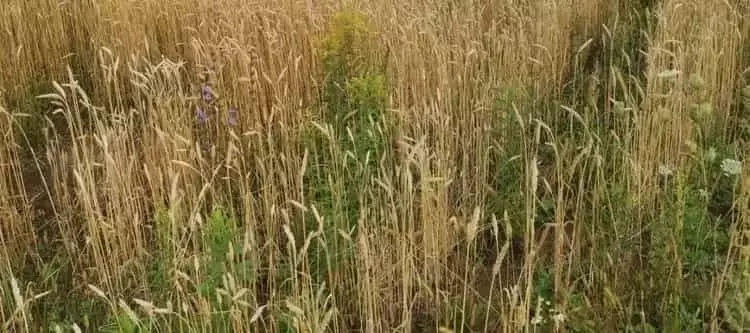 Innovación en Bioherbicidas: Un Vistazo a las Nuevas Soluciones Agrícolas
