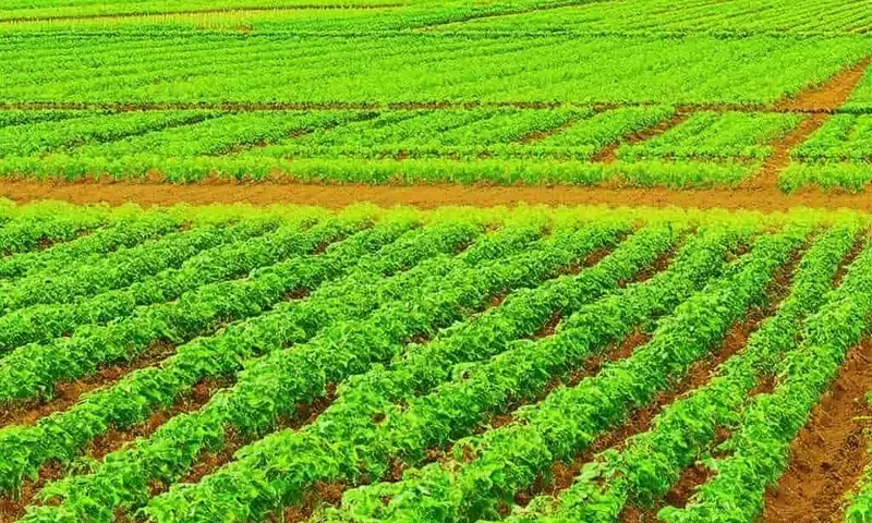 La nanotecnología: Reconfigurando el futuro de la agricultura de precisión