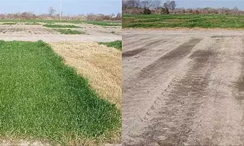 Herbicidas residuales de otoño: la clave contra el raigrás italiano resistente al glifosato