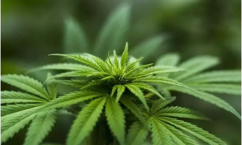 El Boom del Cannabis en África Austral: ¿Quién se Beneficia Realmente?