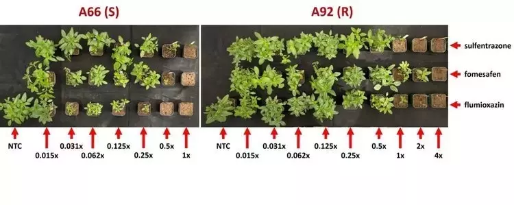 La Resistencia del Amaranto a Herbicidas: Un Desafío en Evolución para la Agricultura