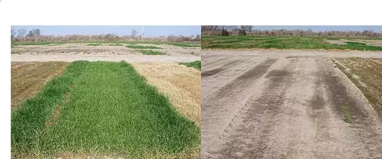 Descubrimiento de un nuevo herbicida para el control del raigrás resistente al glifosato