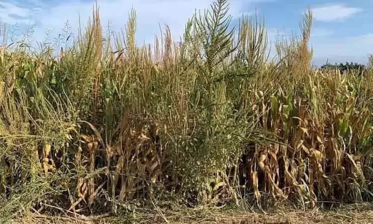 La Resistencia del Amaranto Palmer Amenaza la Producción de Maíz en España