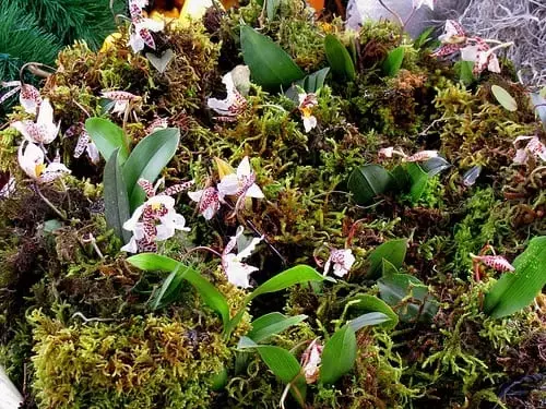 Descubriendo la Fascinante Diversidad de las Orquídeas y su Cultivo