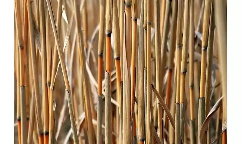 Mejora del Sorgo de Alta Biomasa: Avances en Rendimiento y Calidad con Manejo de Nitrógeno