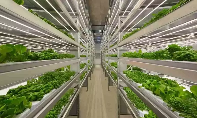 Optimización del Cultivo de Lechuga Mediante Iluminación LED Inteligente en Entornos Controlados