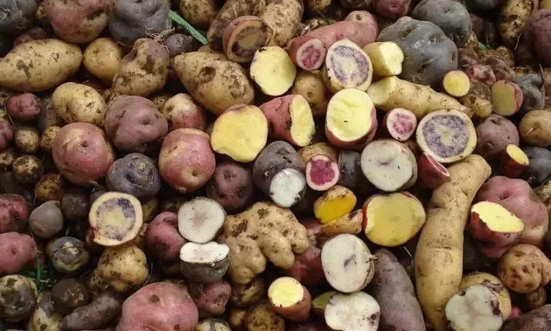 Innovación Agrícola: Variedades de Papa Criolla Más Eficientes en el Uso de Nitrógeno Promueven la Sostenibilidad