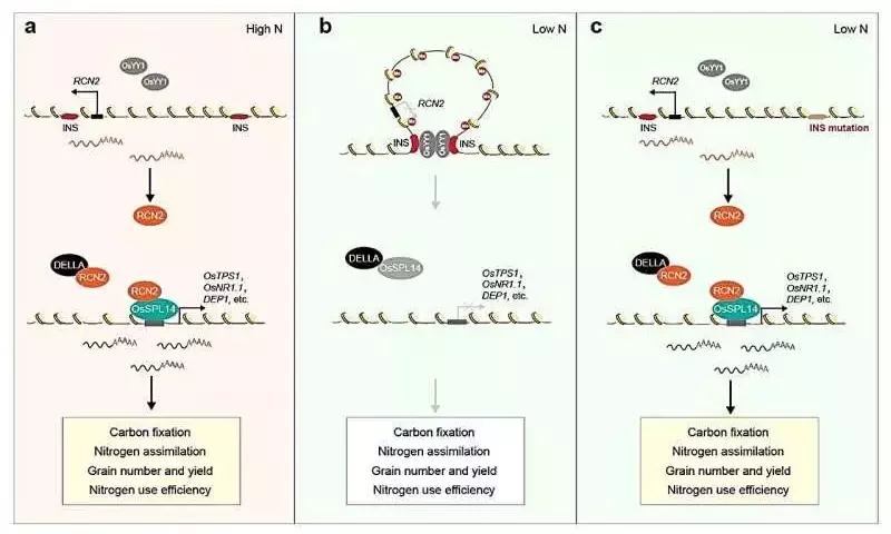 Revolución Genética en el Arroz: El Bucle 3D del ADN Potencia Rendimiento y Sostenibilidad