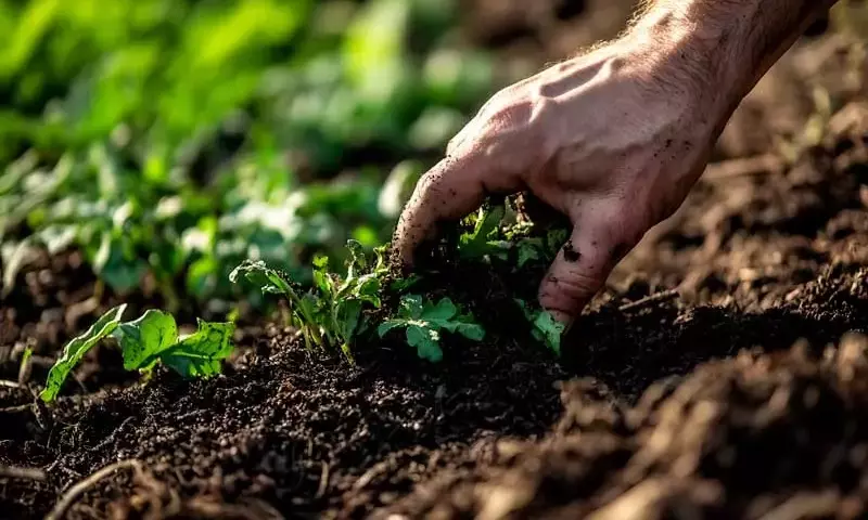 Cómo Fabricar Tu Propio Biofertilizante Casero para Plantas