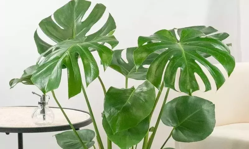 Secretos de vivero para una Monstera exuberante: Estrés hídrico controlado y el truco del agua