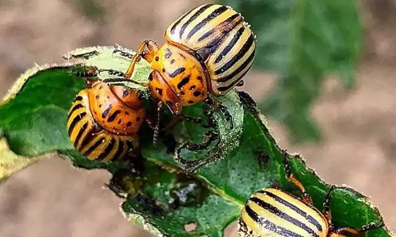 Pesticida de ARN: La Nueva Esperanza Contra el Escarabajo de la Papa de Colorado