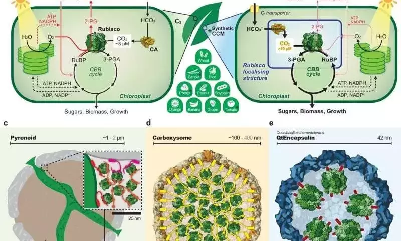 Aumento de la Eficiencia Fotosintética en Cultivos Mediante Biología Sintética