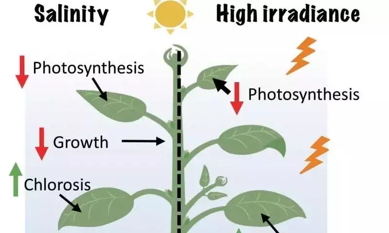 Impacto Catastrófico del Estrés Climático Combinado en la Productividad del Tomate