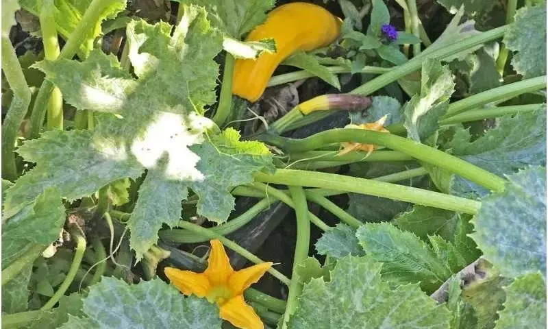 Las calabazas pueden acumular contaminantes peligrosos del suelo, advierte un nuevo estudio