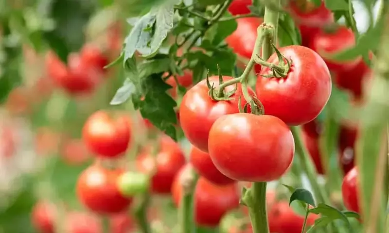 Un Vínculo Ancestral: Papa y Tomate Comparten Origen de Hace Nueve Millones de Años