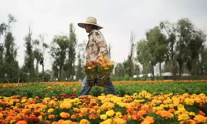 El Cambio Climático Amenaza la Flor de Cempasúchil en Xochimilco