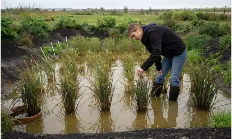 El arroz irrumpe en el Reino Unido: la revolución agrícola impulsada por el cambio climático
