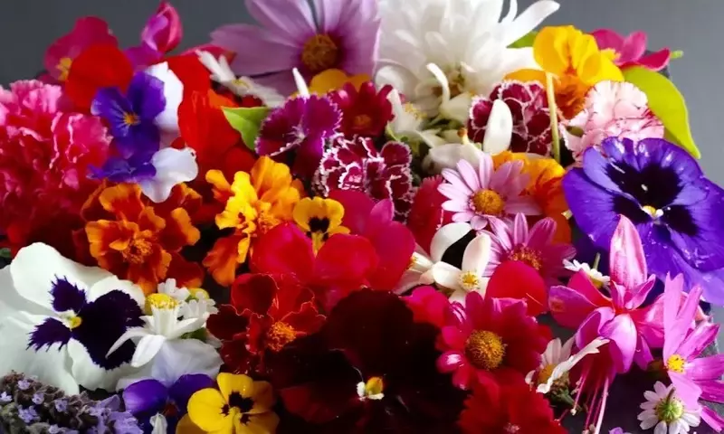 Cultiva Flores Comestibles en tu Balcón Pequeño: Belleza y Sabor al Alcance de tu Mano