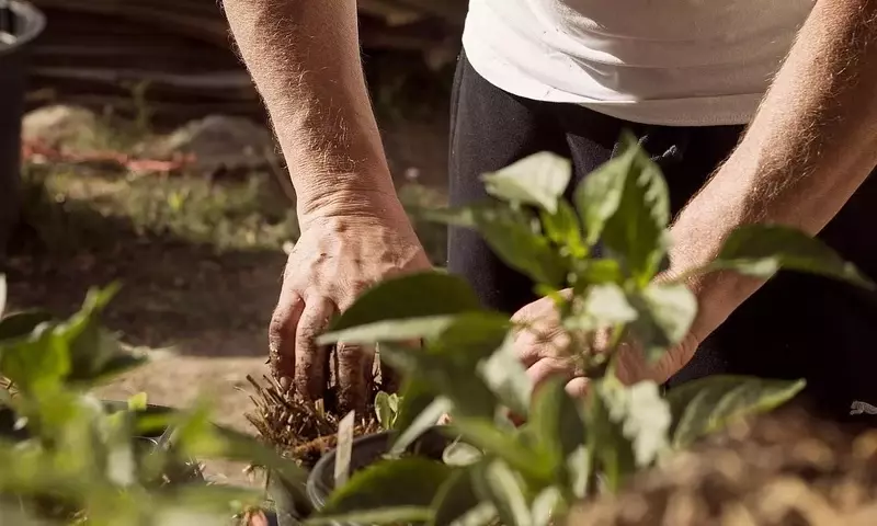Amelanchier Lamarckii: Un Tesoro Versátil para el Jardín Moderno