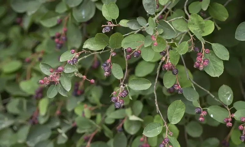 Amelanchier Spicata: La Elección Perfecta para tu Jardín por su Belleza y Versatilidad