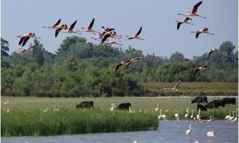 La Agricultura Moderna Amenaza la Biodiversidad en Zonas Protegidas Europeas, Revalorizando las Prácticas Tradicionales