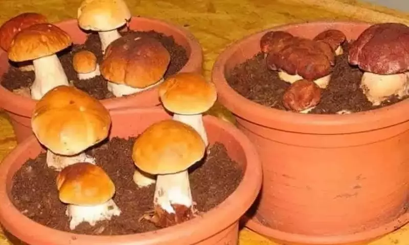 Cultivo Doméstico de Setas Comestibles: Una Tendencia Sostenible en Crecimiento