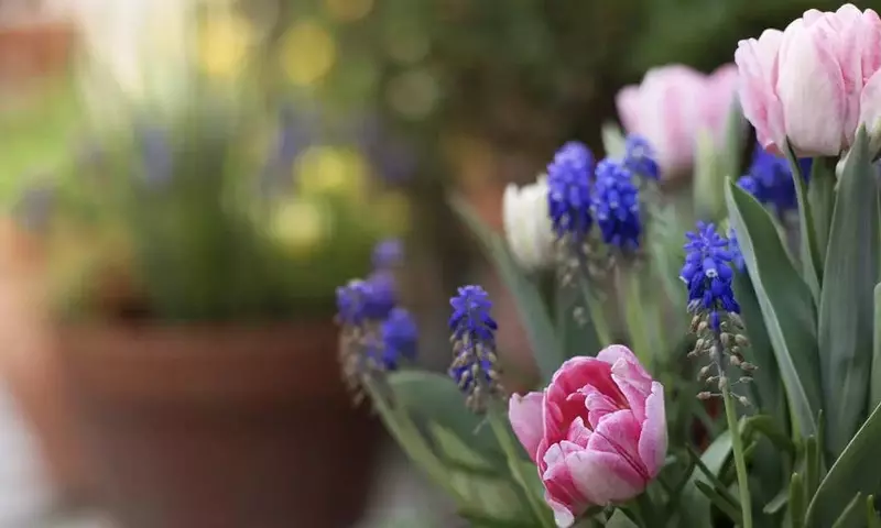 Crea un Jardín Espectacular en Maceta con la Técnica de la Lasaña de Bulbos