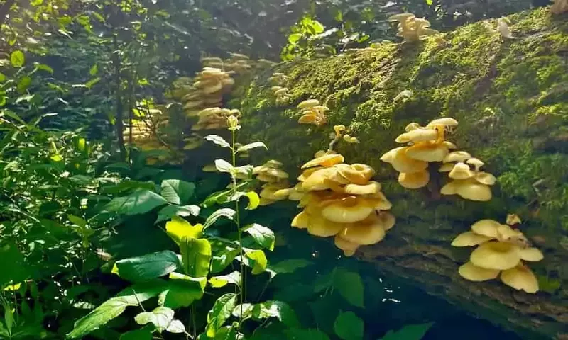 Advertencia sobre la proliferación de hongos ostra dorados cultivados en Florida