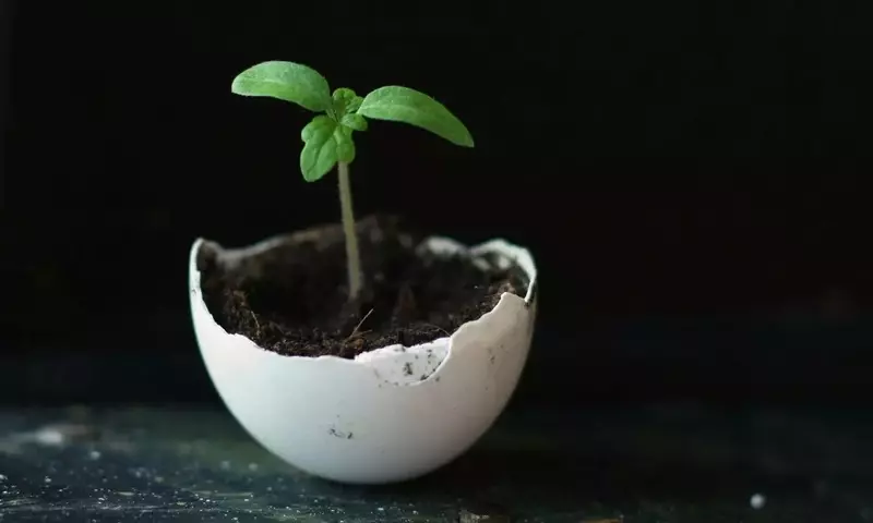 Cómo Transformar Cáscaras de Huevo en un Poderoso Fertilizante Natural para tu Jardín