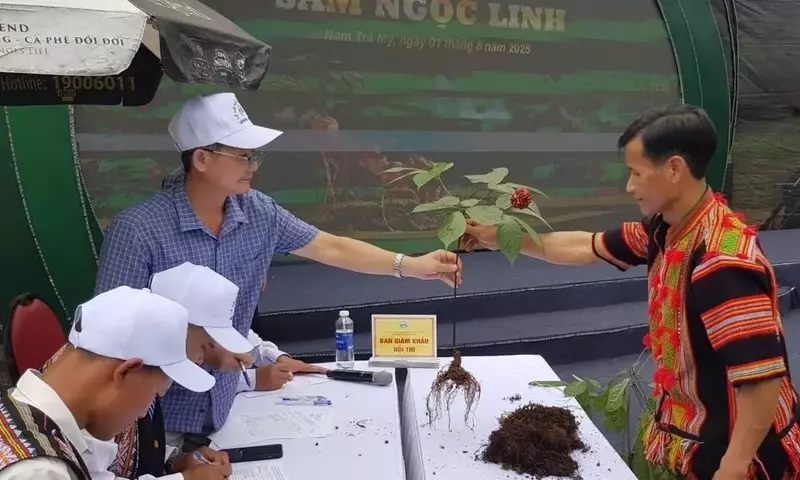 Da Nang Impulsa el Ginseng Ngoc Linh: Expansión, Conservación y Mercado Global