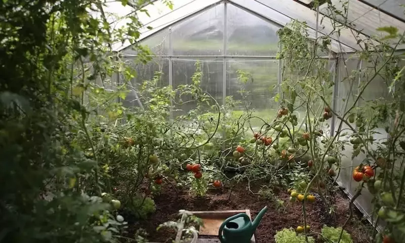 Guía de siembra y cuidado del huerto y jardín en diciembre