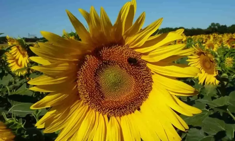 Innovación alimentaria: Desarrollan sustituto de carne a base de girasol con alto valor nutricional