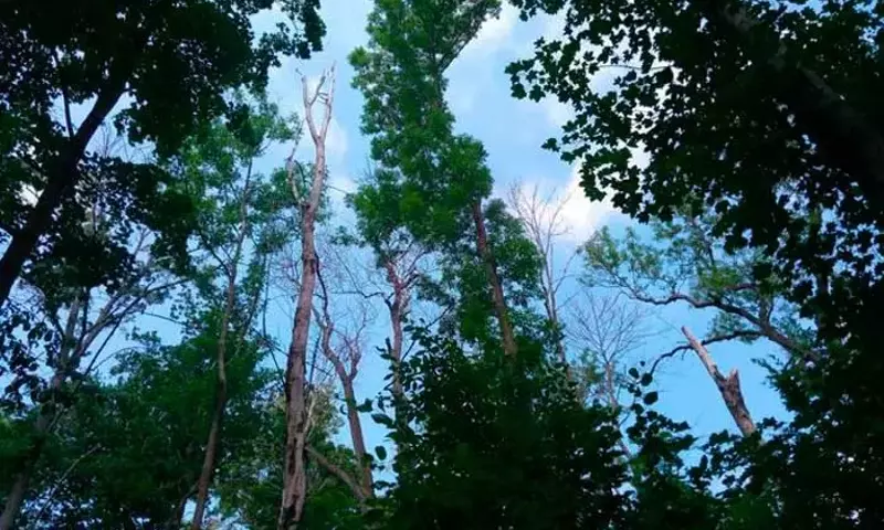Estrategias de Regeneración del Roble en Bosques Afectados por el Cambio Climático