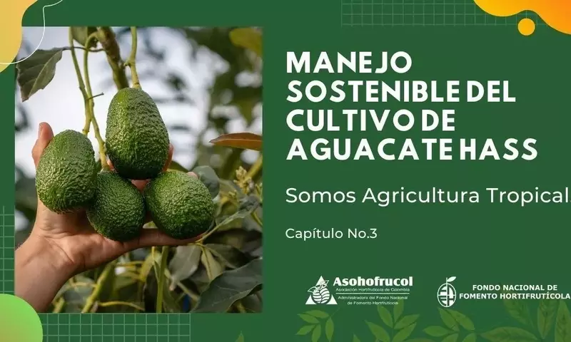 Guía Integral para el Cultivo Sostenible del Aguacate: Maximizando la Producción y Protegiendo el Entorno
