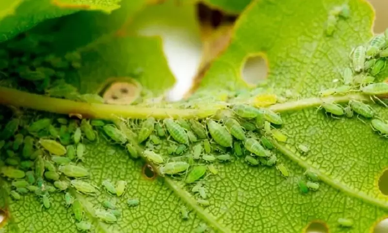 Soluciones Ecológicas para Eliminar Pulgones en tu Jardín