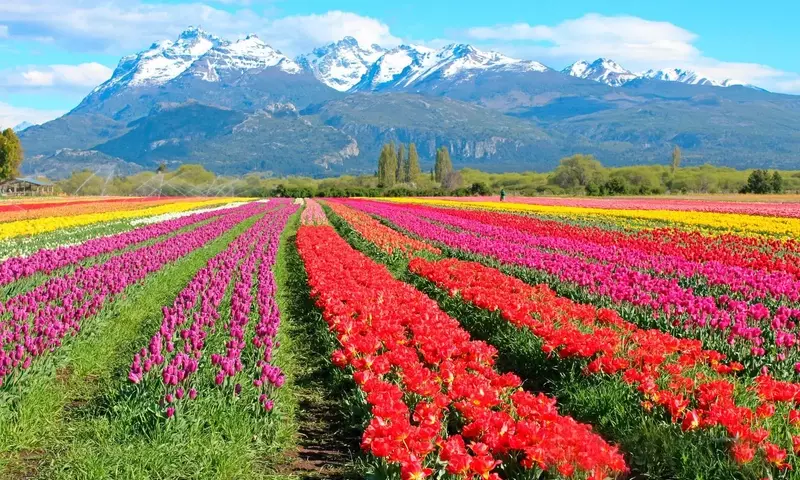 La celebración de los Tulipanes en Trevelin: Color, música y una lluvia inolvidable de pétalos