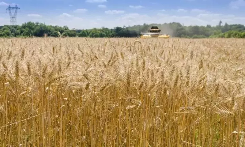 La Rotación de Cultivos: Clave para el Rendimiento Agrícola, Nutrición y Sustentabilidad