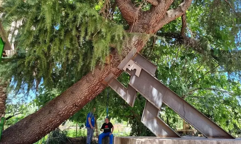 Guía Completa para Enderezar y Estabilizar Árboles Inclinados