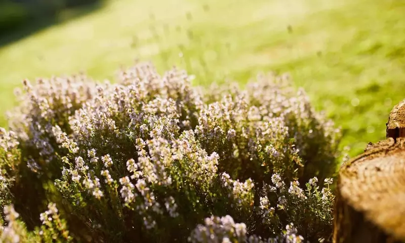 Jardines Resilientes: Estrategias para Afrontar el Clima Extremo