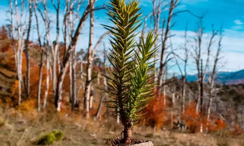 Voluntariado para la Restauración de Araucarias en el Parque Nacional Lanín