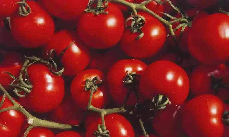 Descifrando el enigma del sabor: Por qué tus tomates caseros carecen de gusto